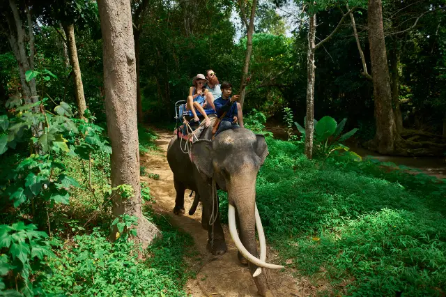 Elephant Interactions in Koh Samui