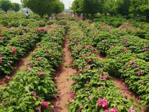 Guanyu Peony Garden