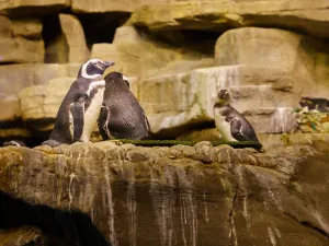 Shedd Aquarium