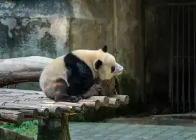重慶動物園