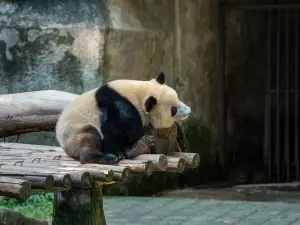 Chongqing Zoo