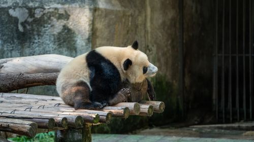 Chongqing Zoo