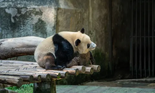 Chongqing Zoo