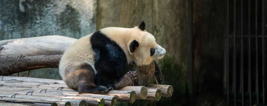 Chongqing Zoo