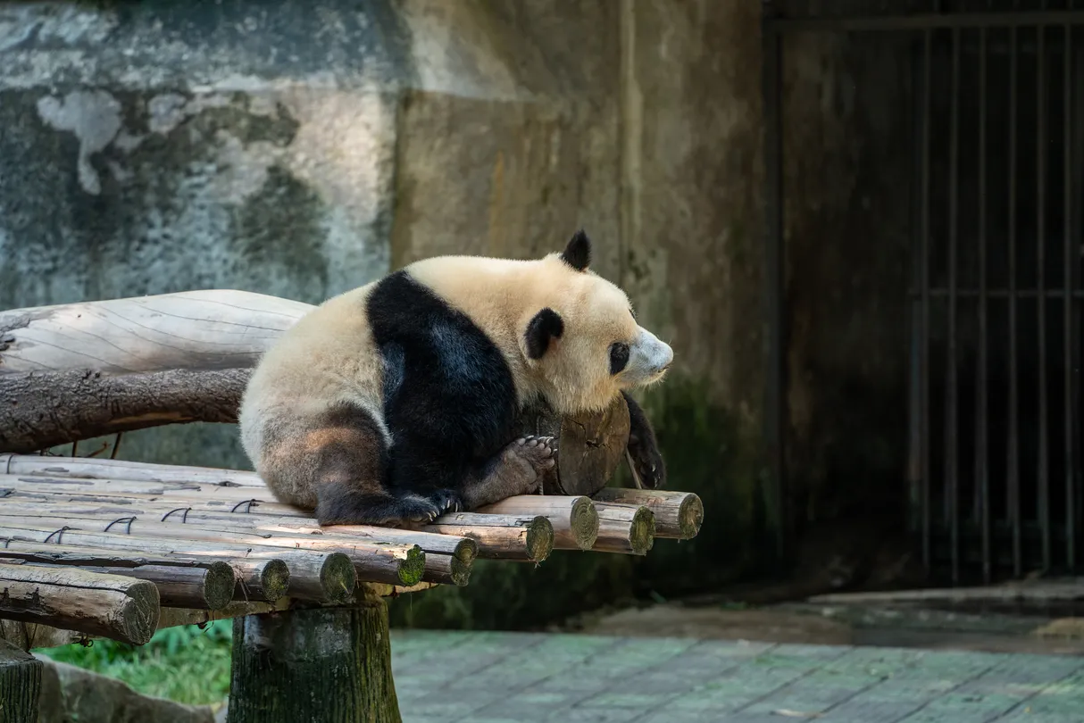 1_Chongqing Zoo