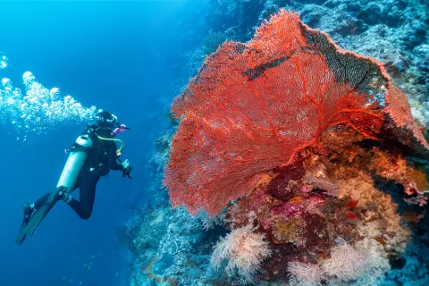 Diving in Semporna