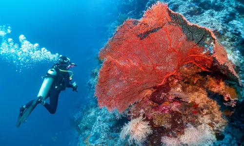 Diving in Semporna