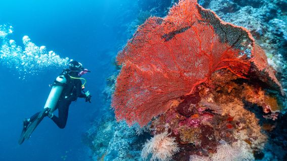 Snorkeling or Scuba Diving in Semporna