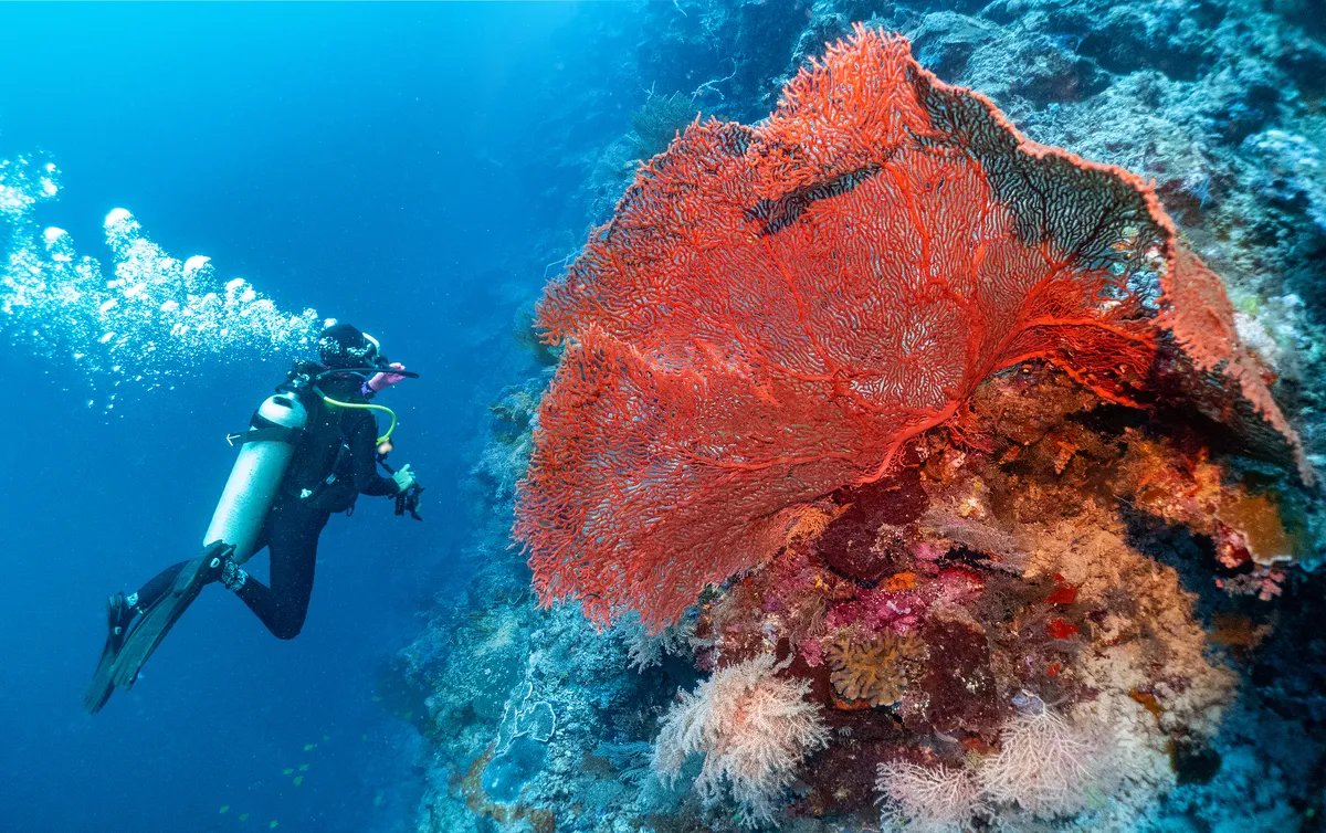 Snorkeling or Scuba Diving in Semporna