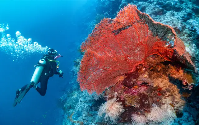 Diving in Semporna