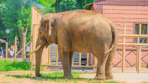 Kiev Zoo