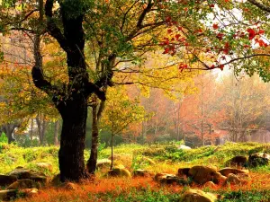 Shiwan Great Mountain National Forest Park