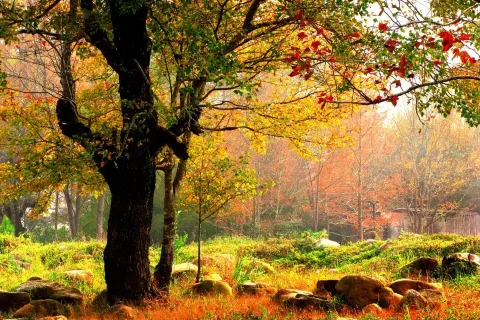 Shiwan Great Mountain National Forest Park