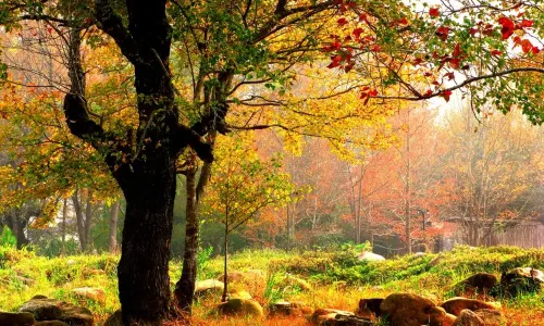 Shiwan Great Mountain National Forest Park