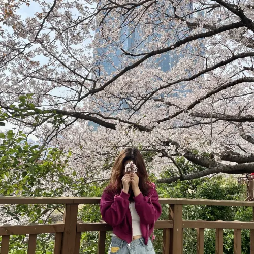 부산 벚꽃명소- 달맞이길