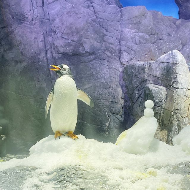 大阪親子遊 海遊館