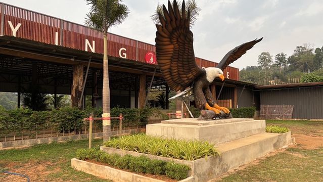 Flying eagle zipline