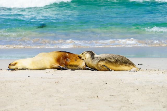 Seal Bay