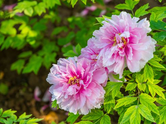 Luoyang National Flower Garden