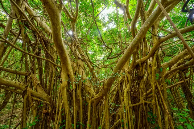Разрешено размещения с домашними животными Отели в г. Дунсин