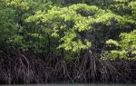 Mangrove Ecological Reserve