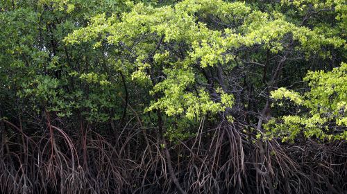 Mangrove Ecological Reserve