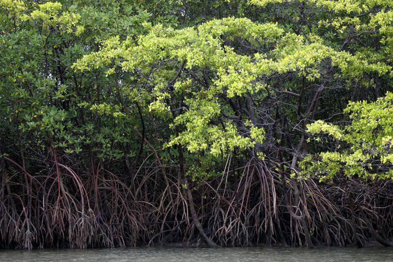 Mangrove Ecological Reserve