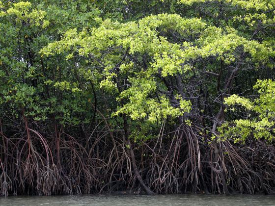 Mangrove Ecological Reserve