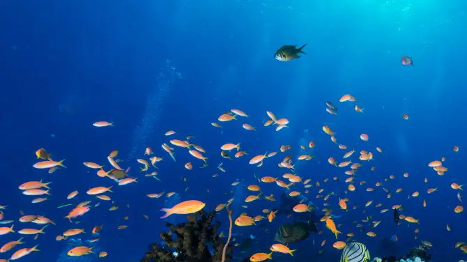 1_海洋公園