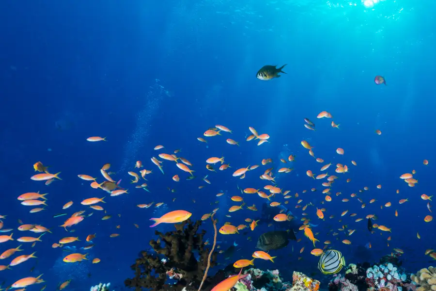 パヤ島海洋公園