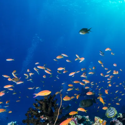 Отзывы об отеле Grand Alora Hotel