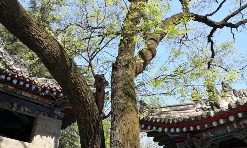 Wuzhangyuan Zhuge Liang Temple