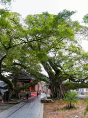 Ancient Banyan in Rongjin Ancient Town, Pingle