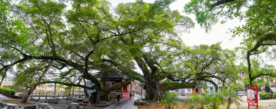Ancient Banyan in Rongjin Ancient Town, Pingle
