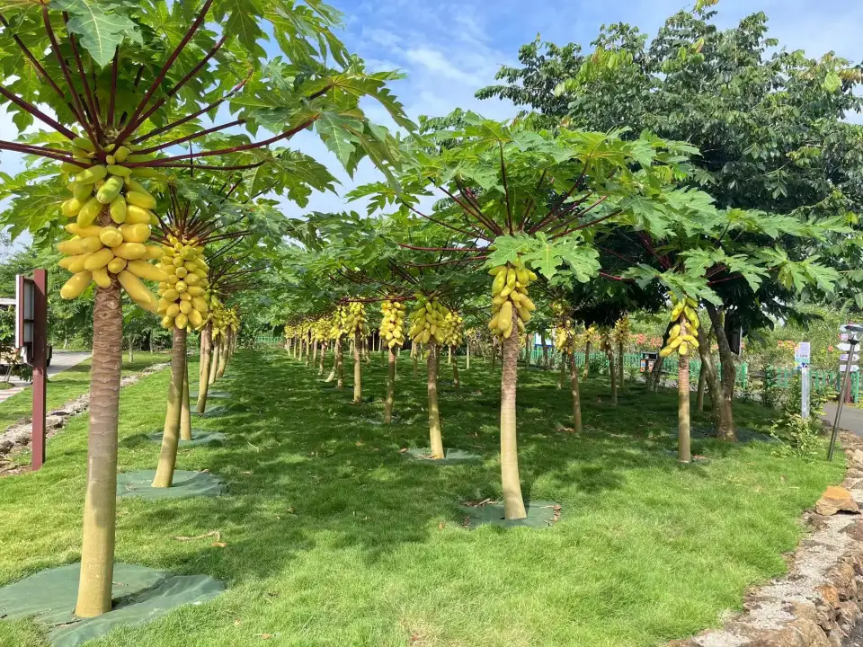 4_Window of World Tropical Fruits