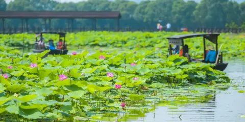荷塘月色濕地公園