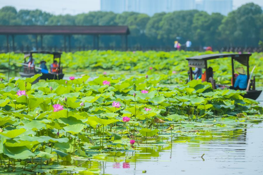 荷塘月色濕地公園