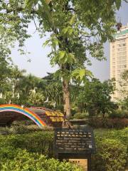 Evergreen Tree Symbolizing the Friendship between China and Myanmar