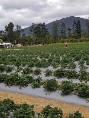 Ballantyne’s Strawberry Farm, 36 Brodies Road