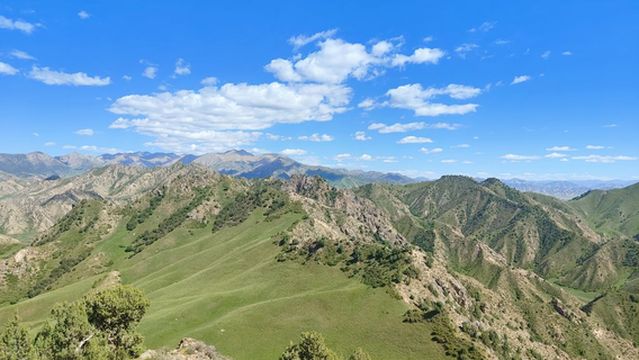 Dulan County Flower Sea Scenic Area