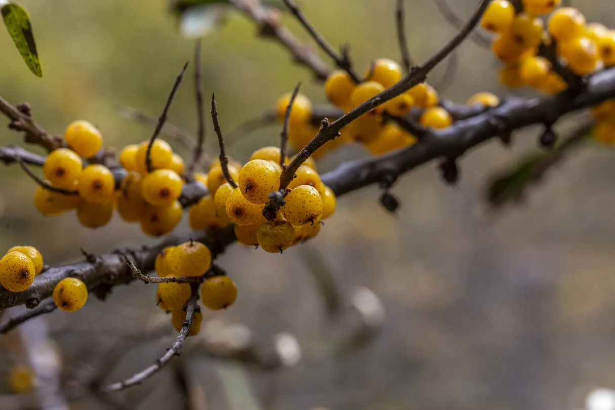 1_si gu niang shan sha ji