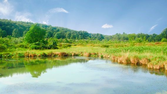 Bald Eagle State Park