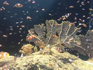 OdySea Aquarium