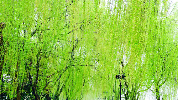 Yining City Seascape Park