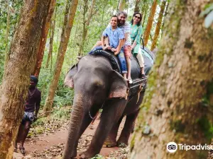 Carmelagiri Elephant Park