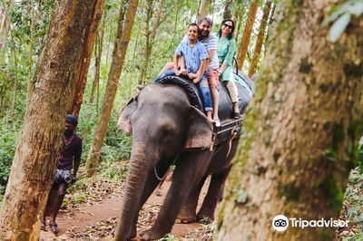 Carmelagiri Elephant Park