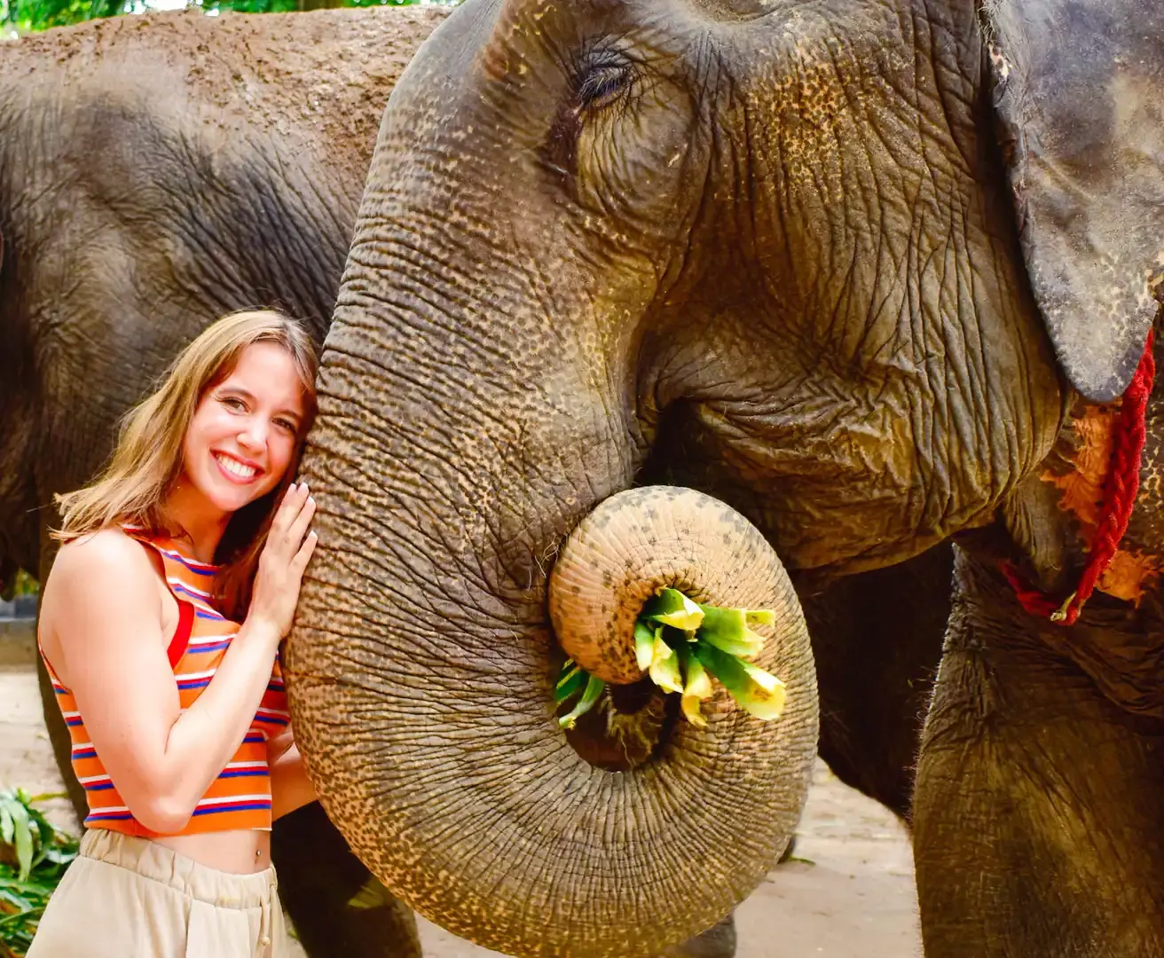 Hotels near Elephant Jungle Sanctuary Samui