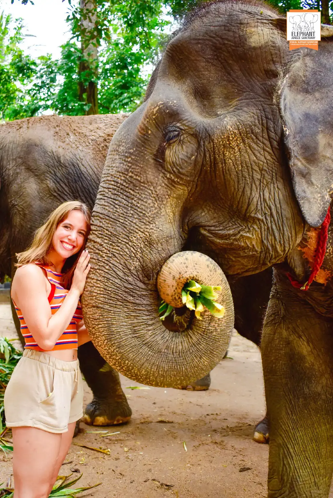 사무이 엘리펀트 정글 생추어리 주변 호텔
