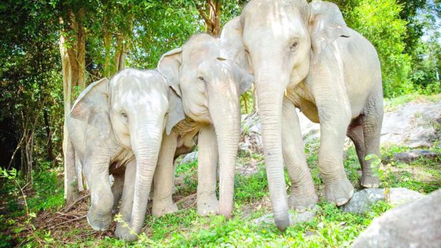 Samui Elephant Haven