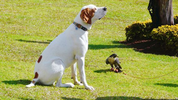 Falcon Ridge - Bird Of Prey Centre